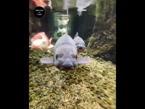 இதை கடைசி வரை பாருங்க ✨ | Multi Facts in Tamil | Twist at End | facts in Tamil  | #shorts