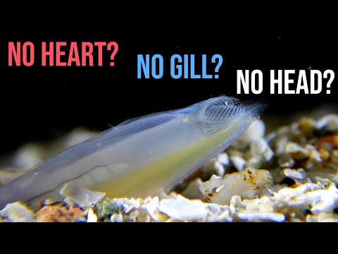 What Exactly Is: Lancelet | The Model of Chordate Evolution