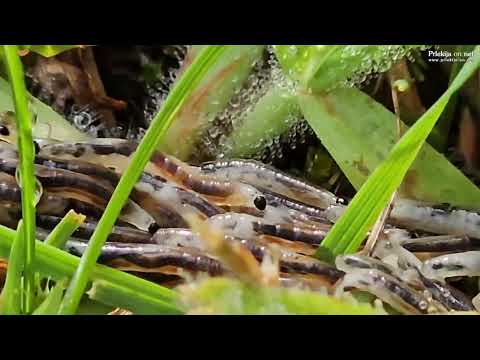 Fungus gnat ličinke