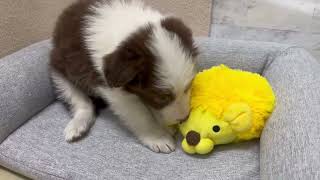 ボーダーコリーの動画01