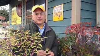 Fall Landscaping Ideas -- Alternatives To The Burning Bush