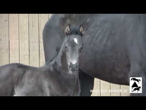Fohlen v. Veto - Finest - Dancier! *2023 wieghaus-vorwerk.de
