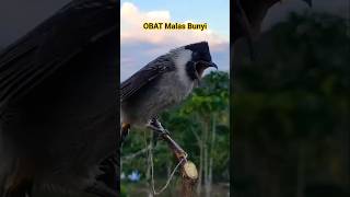 Download lagu Kutilang Gacor Memanggil Lawan #kutilanggacor mp3