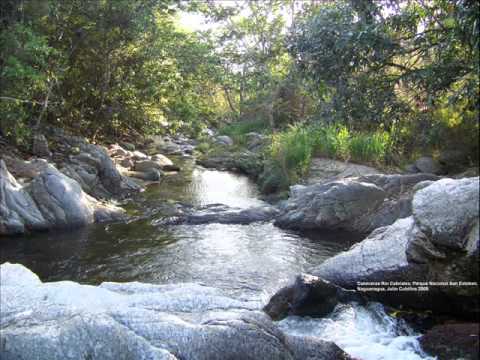 FG Flor del Cabriales - Francisco Montoya