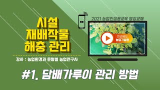 [시설재배작물 해충 관리방법] part 1. 담배가루이류 관리 방법