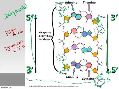 IB Biology Topic 2.6 DNA RNA structure lecture