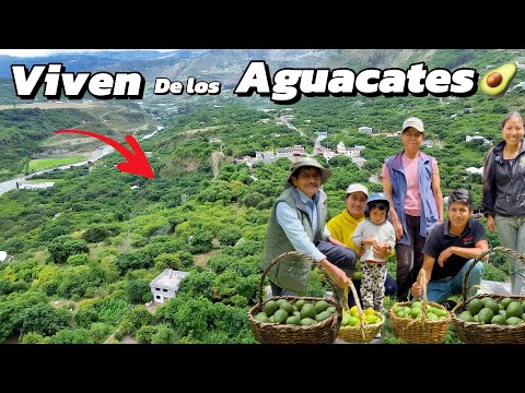 Viven de los AGUACATES 🥑en su finca  lo tienen todo 