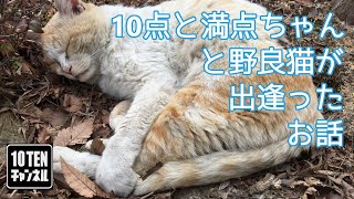【キズシリーズ】＃１ 10点と満点ちゃんと野良猫が出逢ったお話