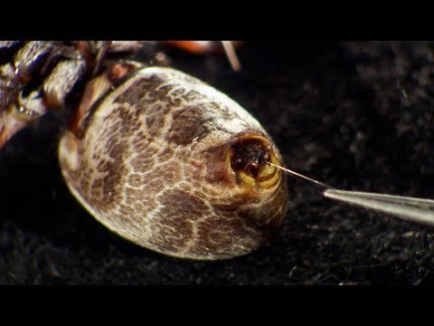 Milking a Spider | Richard Hammond's Invisible Worlds | BBC Earth Science