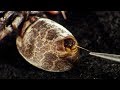 Milking A Spider Richard Hammond S Invisible Worlds BBC Earth Science