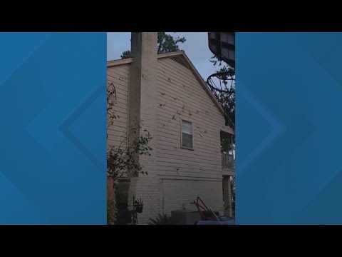 Texas renters discover protected species has taken over their home