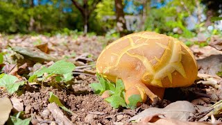筑波実験植物園(つくば植物園)のきのこ