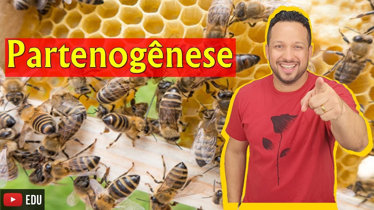 Partenogênese - Reprodução das Abelhas - Reprodução Assexuada