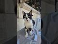 Very Cute And Friendly Tuxedo Cat