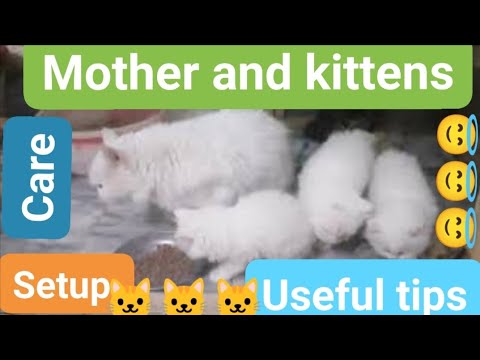 Mother and kittens care /new born kittens care /setup for mother cat /Urdu /hindi
