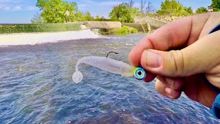 Everything Eats this Lure!