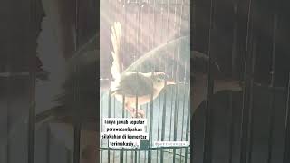 Download lagu Cigun belajar bunyi usia 1bulan           #cigungacor #cigunngebren #cigunbelajarbunyi #cigun mp3