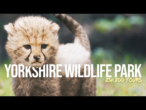 Yorkshire Wildlife Park Tour | The UK's Latest Zoo!