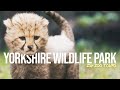 Yorkshire Wildlife Park Tour The UK S Latest Zoo