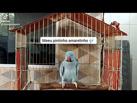 Cantando Pintinho amarelinho 🐥🎶