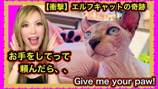 【世界初!】お手をするエルフキャットの姉妹がこちらです、、www Give me your Paw!
