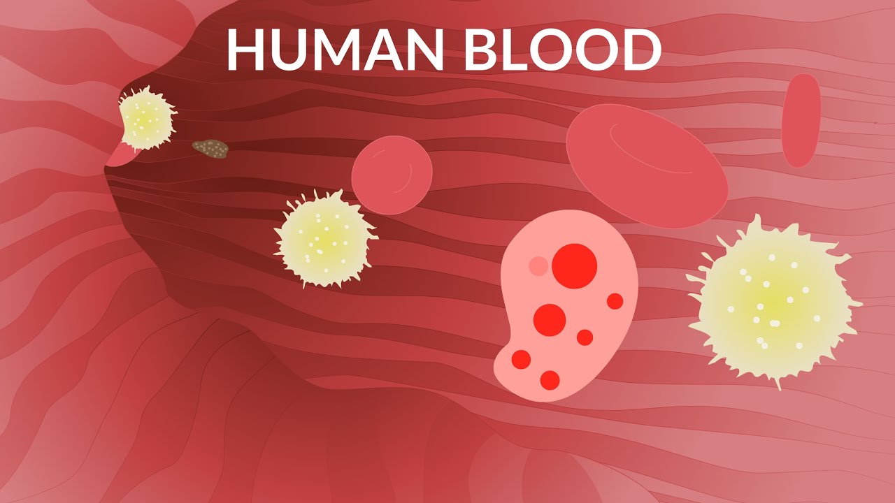 Human Blood Video | Blood Components | Blood Cells