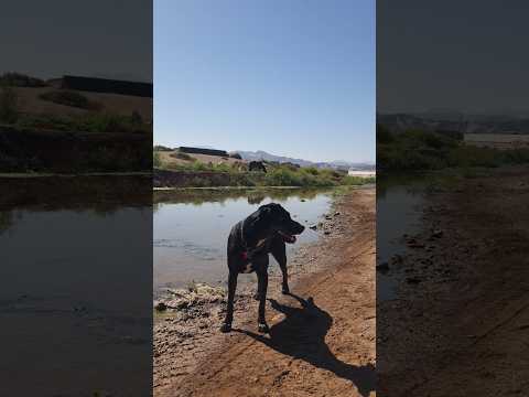 🐾 Rivera Kaukari Etapa 3 URBANISMO #copiapo