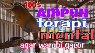 Download lagu Hwamei wambi gacor ampuh menaikan mental dan fighter burung macet mp3