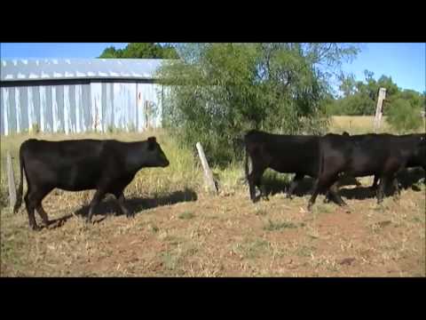 Sandon Glenoch Angus: PTIC Cows for Sale, AuctionsPlus 22/05/15 (2)
