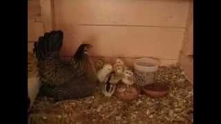 preview picture of video 'Baby chicks - week one'