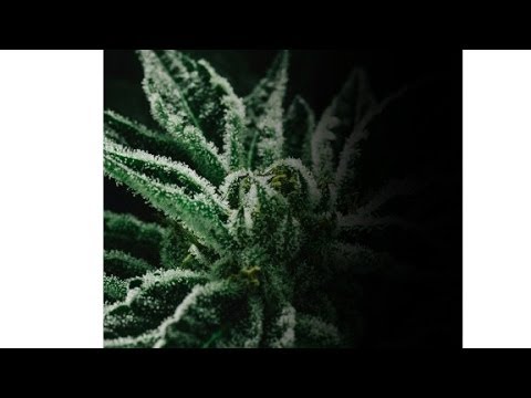 Nancy Grance: 'Do you want your pilot high on pot?...