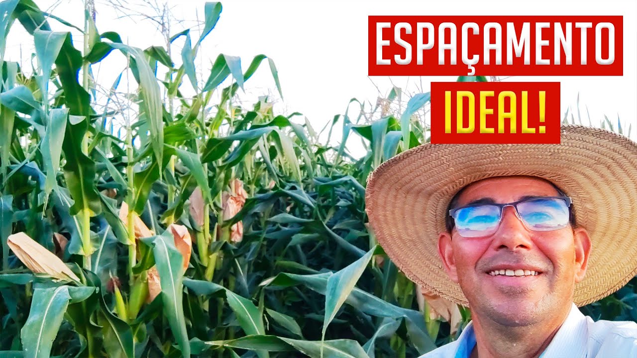 Qual o MELHOR ESPAÇAMENTO para o MILHO VERDE?! (Passo a Passo).