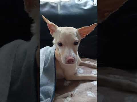 Bella, rescatada en Soledad Atlántico con moquillo en etapa Neural.