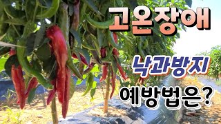 고추 고온장애 낙과방지 예방법은? 폭염 고추 관리법