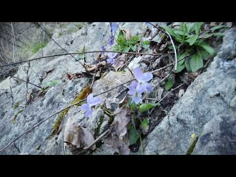 Troi des cascades del torrente Orvenco con rientro ad Artegna passando dal monte Faeit
