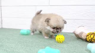 ハーフ犬の動画01