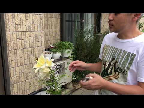 キョウチクトウ豆は切ったほうがいいですか？いつ、どのように行うのですか?ちょっとしたメンテナンスガイド  庭園