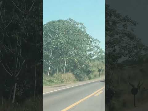 BR 364- De  Estância Ouro Preto do Oeste para Jarú #br364 #rondônia