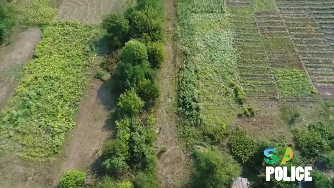 Дрон преследует вора который, хотел украсть кукурузу с поля фермера
