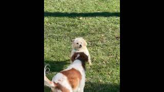 Video preview image #1 Mutt Puppy For Sale in Germantown, OH, USA