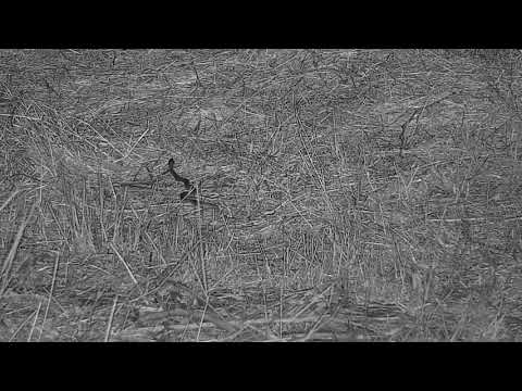 Djuma: Snake appears from the stump area and goes towards Frog - 20:30 - 10/01/21