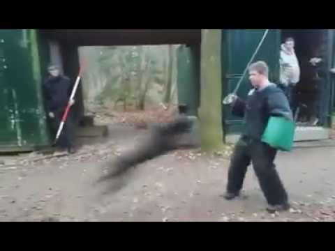 Extreme K9  attack-  X dutch shepherd KNPV Lummel BRN-23389