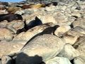 Marine Iguana And Sea Lions