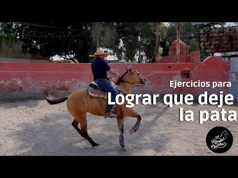 How to get my horse to leave his leg on the sides - Charro luck - Palomino