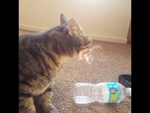 My cat Zelda always chewing on plastic.