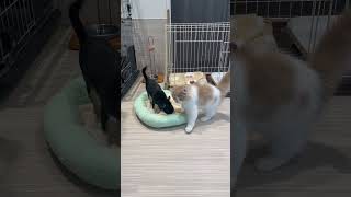 【チワワ】【サイベリアン】#ペットショップ#子ネコ #子犬##puppy #可愛い