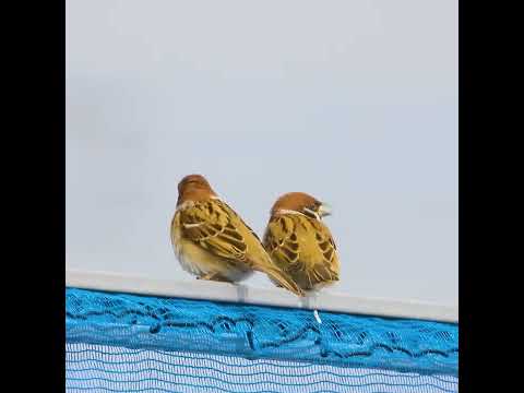 庭の鳥: 野生のスズメを飼いならすにはどうすればよいですか?彼と友達になるために従うべき5つのステップ  庭園