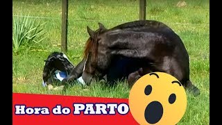 Miniatura do vídeo