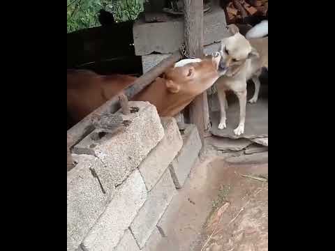 Que #amor #cachorro e a #vaca  #dogs #cow