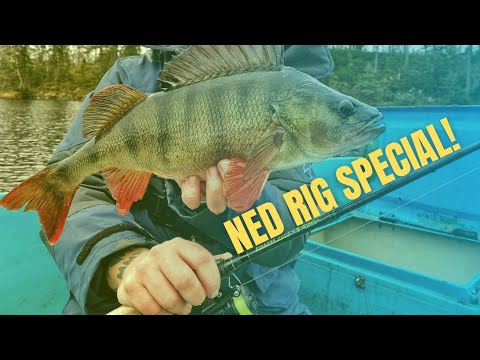 Aborrefiskeri med ned rig